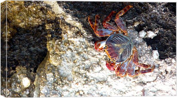 Red Rock Crab Canvas Print by Reg Dobson