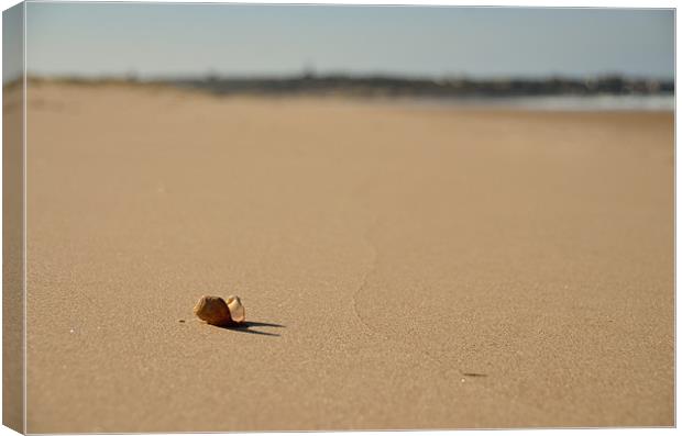 Shell on Beach Canvas Print by Col Sm