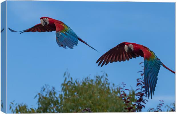 Soaring Macaws Canvas Print by Jonathan Swetnam