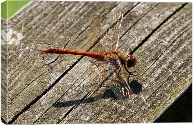 Common Darter Dragonfly Canvas Print by Jonathan Swetnam