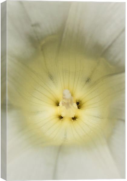 White Bindweed Canvas Print by Jonathan Swetnam