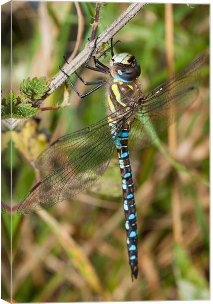 Southern Hawker Dragonfly Canvas Print by Jonathan Swetnam