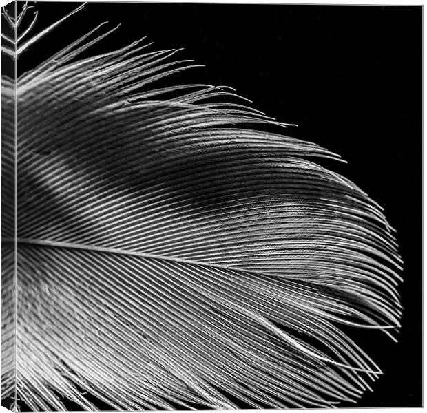 Feather Canvas Print by Jonathan Swetnam
