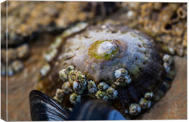 Limpet on the Beach Canvas Print by Jonathan Swetnam