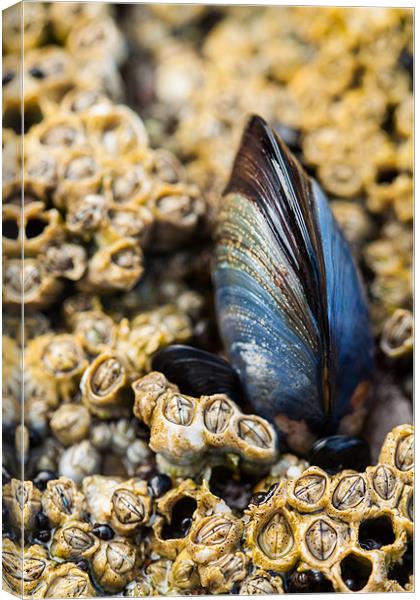 Lone Mussel Canvas Print by Jonathan Swetnam