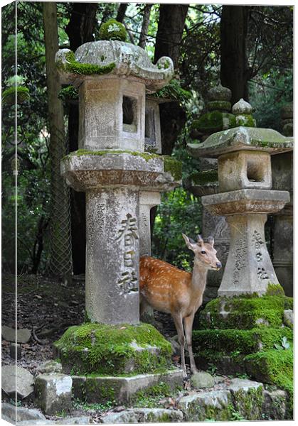 NARA DEER JAPAN Canvas Print by Trevor Stevens