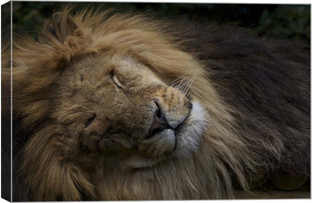 SLEEPING LION DREAMING Canvas Print by Trevor Stevens