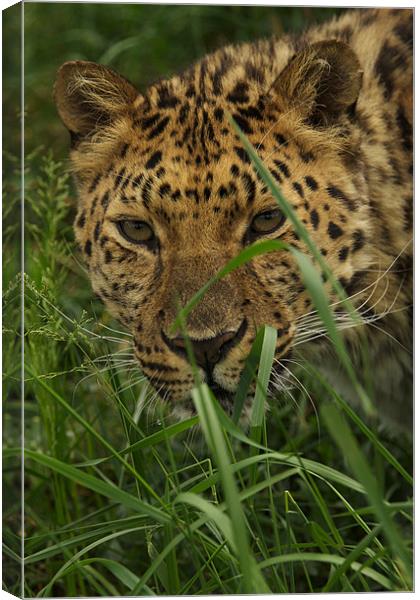 LEOPARD BIG CAT SANCTUARY Canvas Print by Trevor Stevens