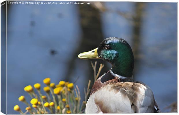 Duck Resting By Cromford Canal, Derbyshire Canvas Print by Vanna Taylor