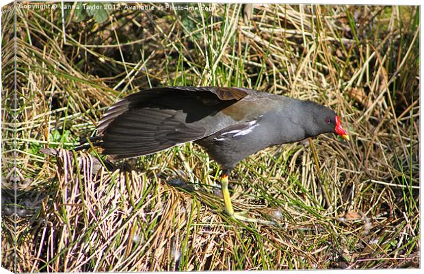 Moorhen Stretching Out By Cromford Canal Canvas Print by Vanna Taylor