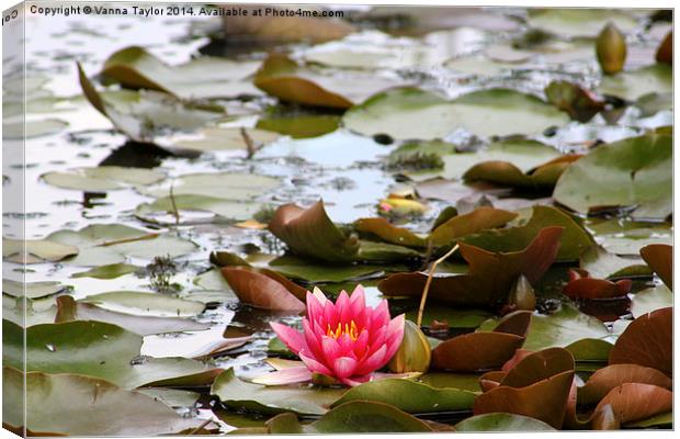 Water Lily Canvas Print by Vanna Taylor