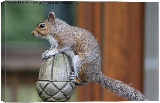 A Tough Nut To Crack! Canvas Print by Vanna Taylor