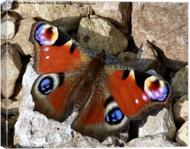 A Peacock Butterfly Enjoying The Sunshine. Canvas Print by Vanna Taylor
