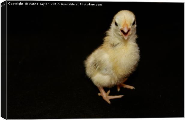 Chick With Attitude Canvas Print by Vanna Taylor