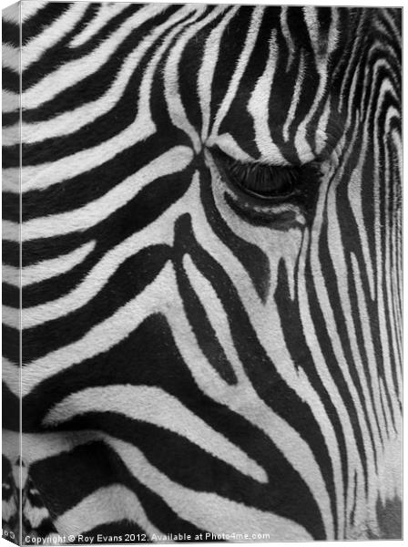 Stripes the Zebra Canvas Print by Roy Evans