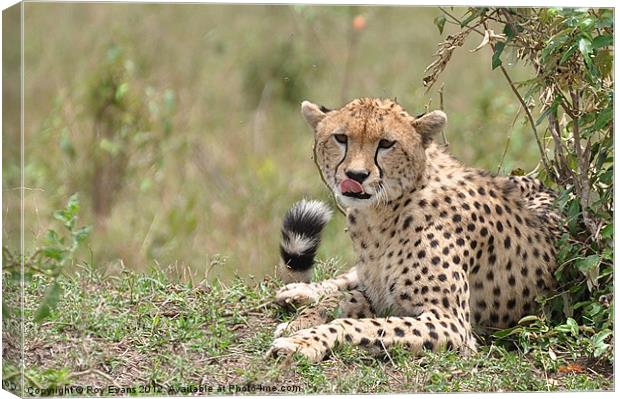 Cheetah keeps watch Canvas Print by Roy Evans