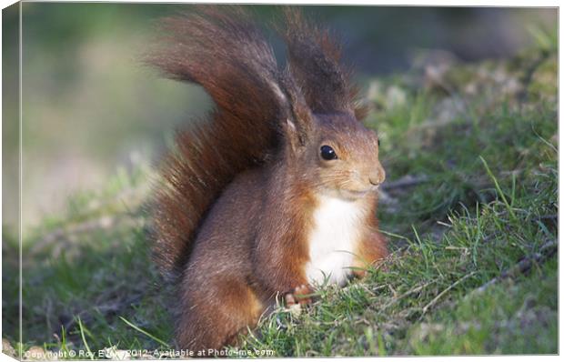 Red squirrel Canvas Print by Roy Evans