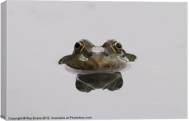 Reflecting Toad Canvas Print by Roy Evans