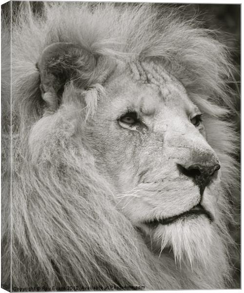 Lion watches his pride Canvas Print by Roy Evans