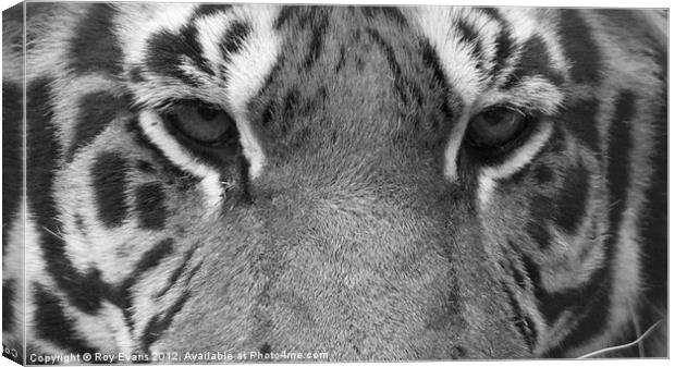 Tigers eyes - B/W Canvas Print by Roy Evans