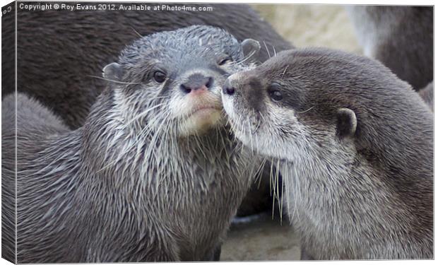 Kissing Otters Canvas Print by Roy Evans