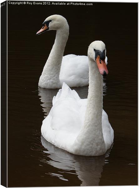 Two swans on the lake Canvas Print by Roy Evans