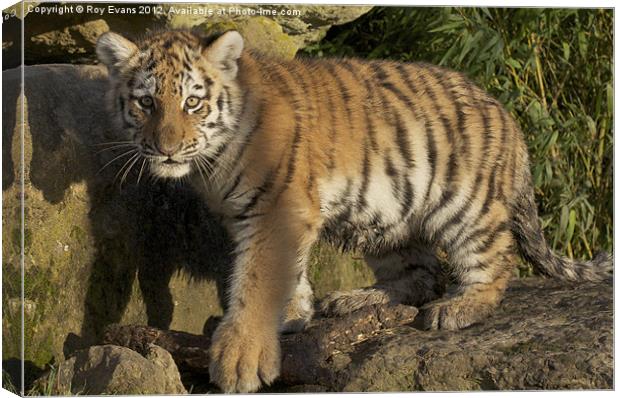 Tiger Cub Canvas Print by Roy Evans