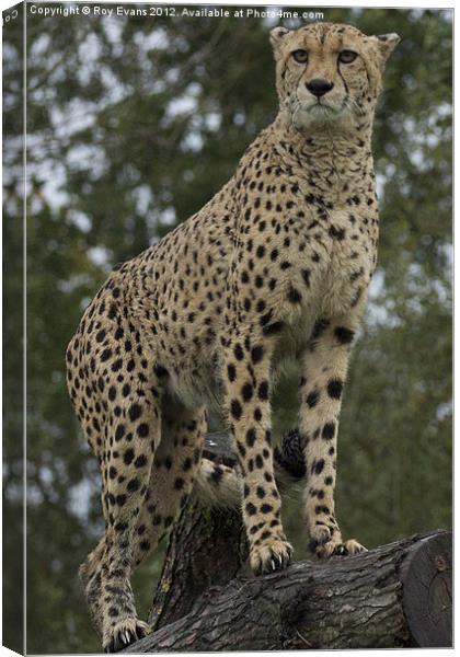 A cheetah watches pt 2 Canvas Print by Roy Evans