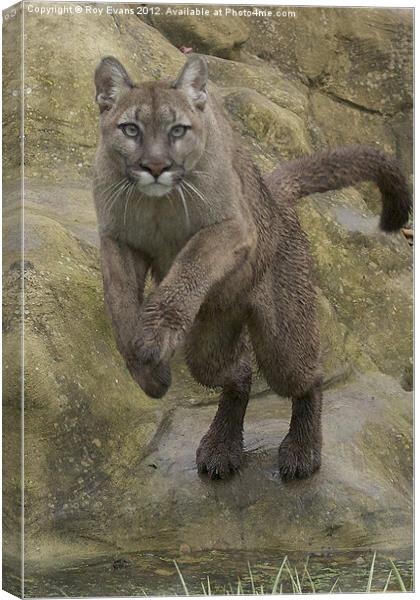 Puma pounce Canvas Print by Roy Evans