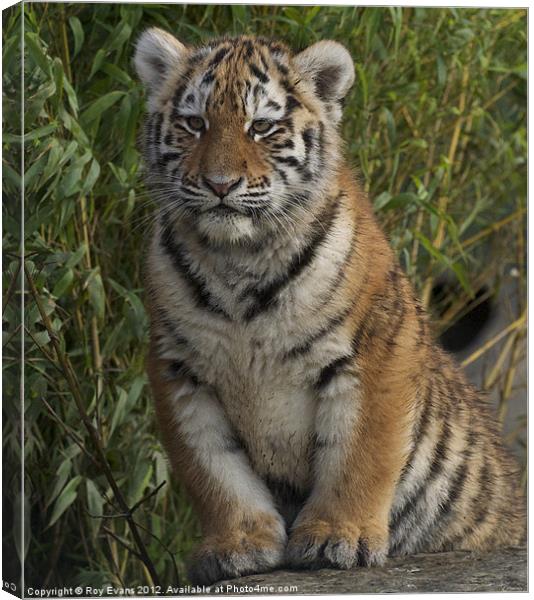 Tiger cub portrait Canvas Print by Roy Evans