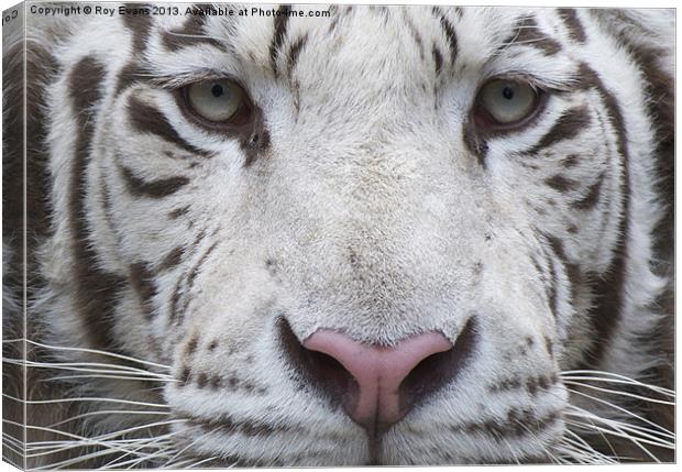 White tiger eyes Canvas Print by Roy Evans