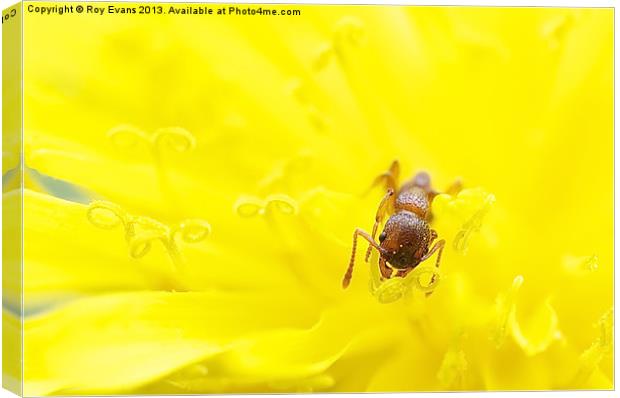 Ant has lunch in dandelion Canvas Print by Roy Evans