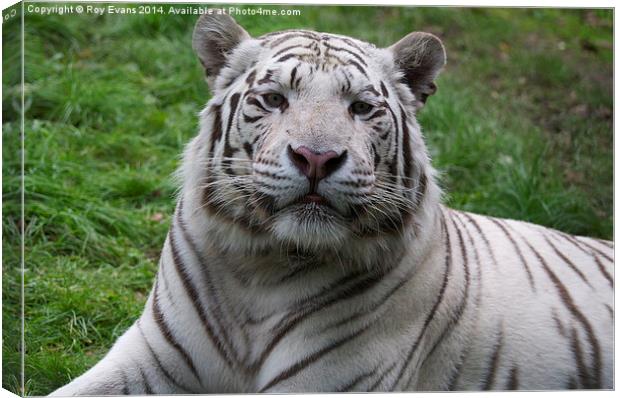  The White Tiger natural portrait Canvas Print by Roy Evans