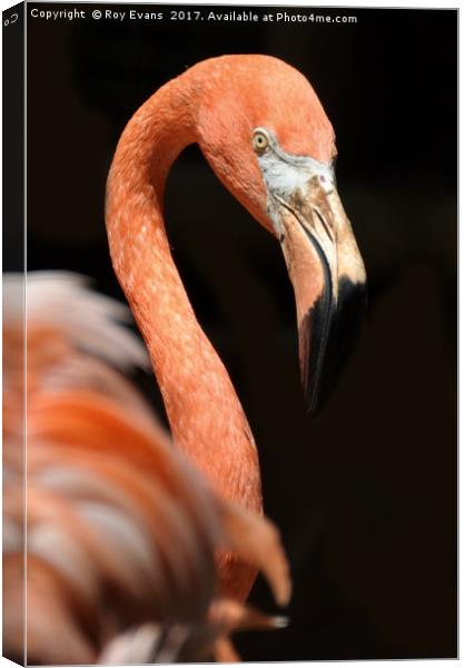 Pink Flamingo Canvas Print by Roy Evans
