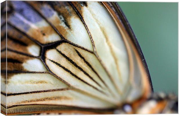 extreme butterfly wing closeup Canvas Print by Steve Frazer