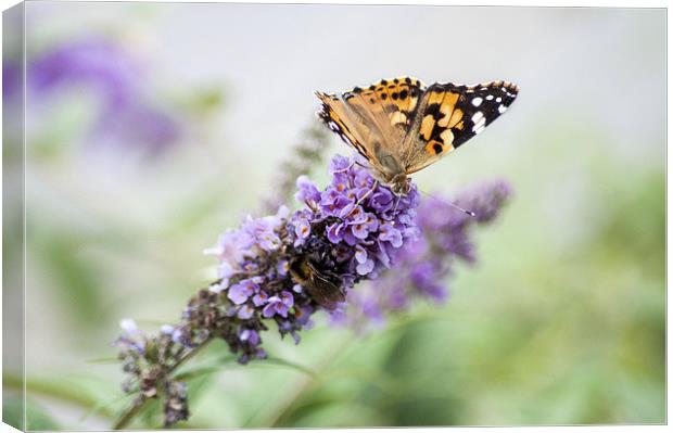Painted Lady Butterfly Canvas Print by Judith Parkyn
