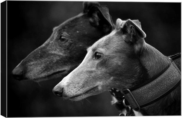 Rolo & Molly Canvas Print by Judith Parkyn