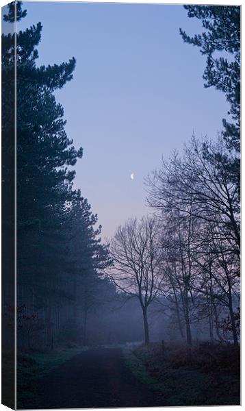 Dawn at Haw Park Wood Canvas Print by Dave Evans