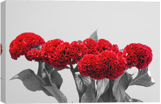 red cockscomb flower Canvas Print by Christopher Mullard