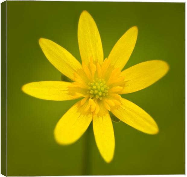 Buttercup 1 Canvas Print by Ashley Chaplin