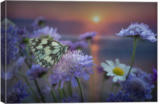 Marbled White Butterly at sunset Canvas Print by Ashley Chaplin