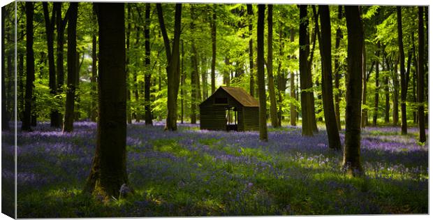 Bluebell Wood in the spring, Hampshire, England Canvas Print by Ashley Chaplin