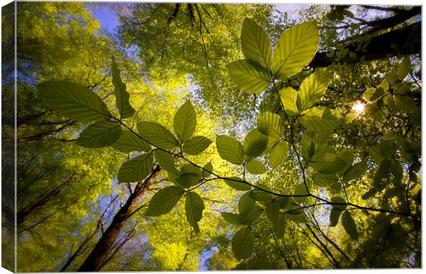 Spring Beech Tree Foliage Canvas Print by Ashley Chaplin