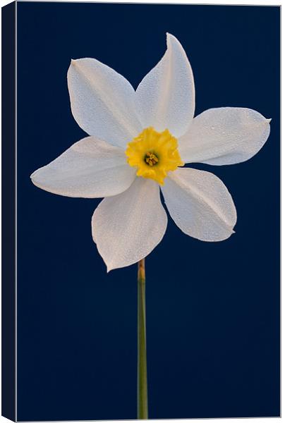 Daffodil Canvas Print by Ashley Chaplin