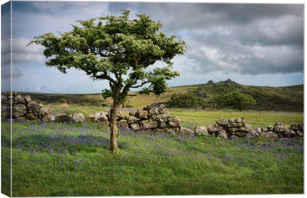 Dartmoor Hawthorn Tree in Spring Canvas Print by Ashley Chaplin