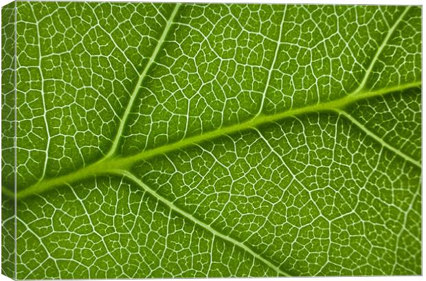 Backlit leaf detail Canvas Print by Ashley Chaplin