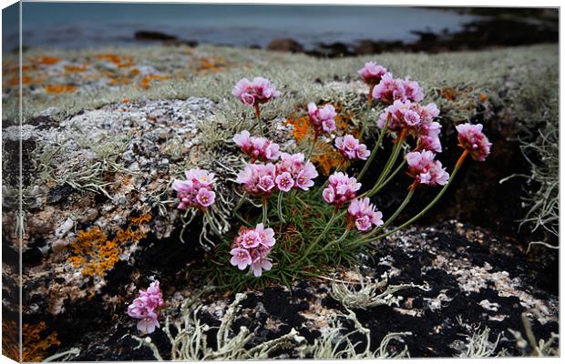 Thrift in the Scillies Canvas Print by Ashley Chaplin
