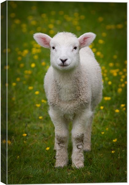 Spring Lamb Canvas Print by Ashley Chaplin