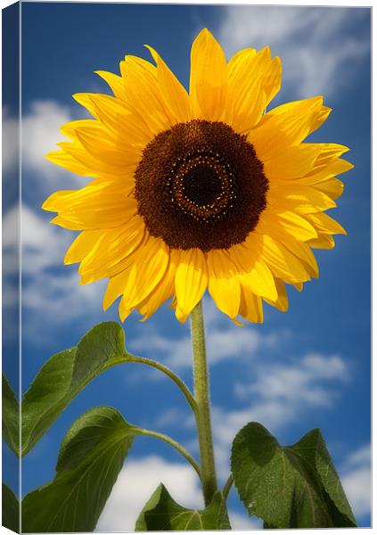 Sunflower Canvas Print by Ashley Chaplin