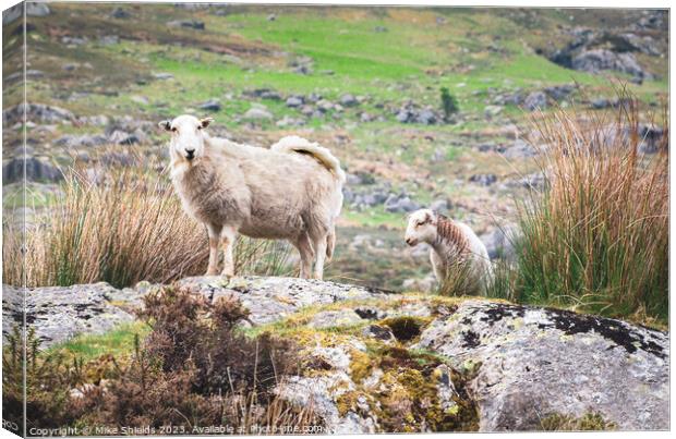 Sheep and Lamb Canvas Print by Mike Shields